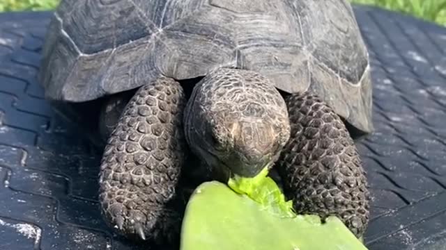 A baby Galapagos tortoise eating some cactus