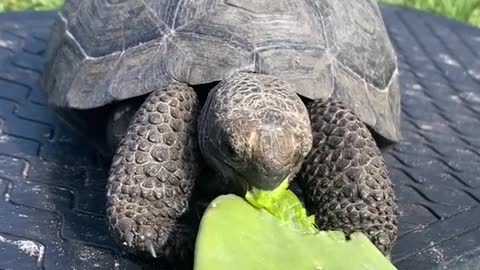 A baby Galapagos tortoise eating some cactus