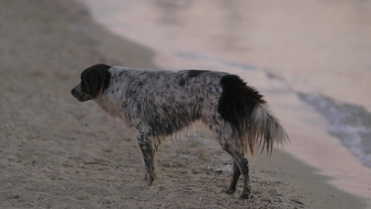 Stray dog on the beach