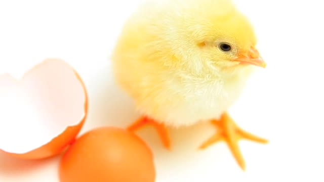 Pet chick