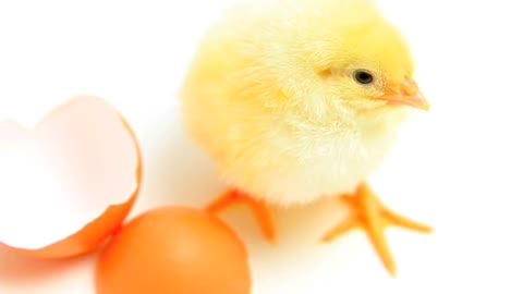 Pet chick