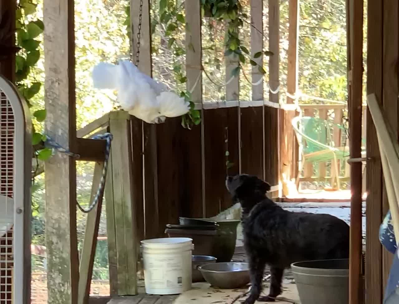 Cockatoo doesn’t like neighbors dog.