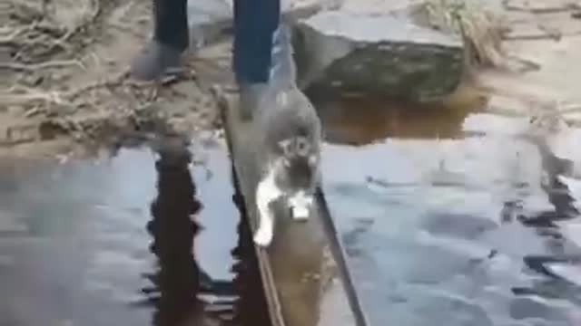 Funny animals best of 2021 try not to laugh