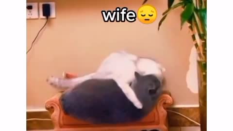 Kitty wife