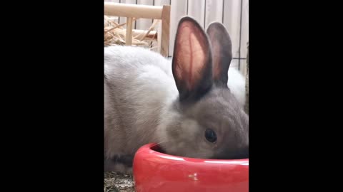 My rabbit named Ben is eating