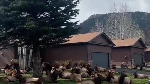 Huge herd of Elk resting on lawns in Colorado