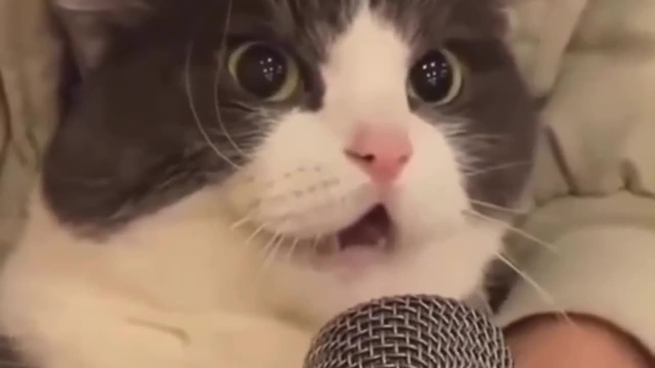 Funny cats