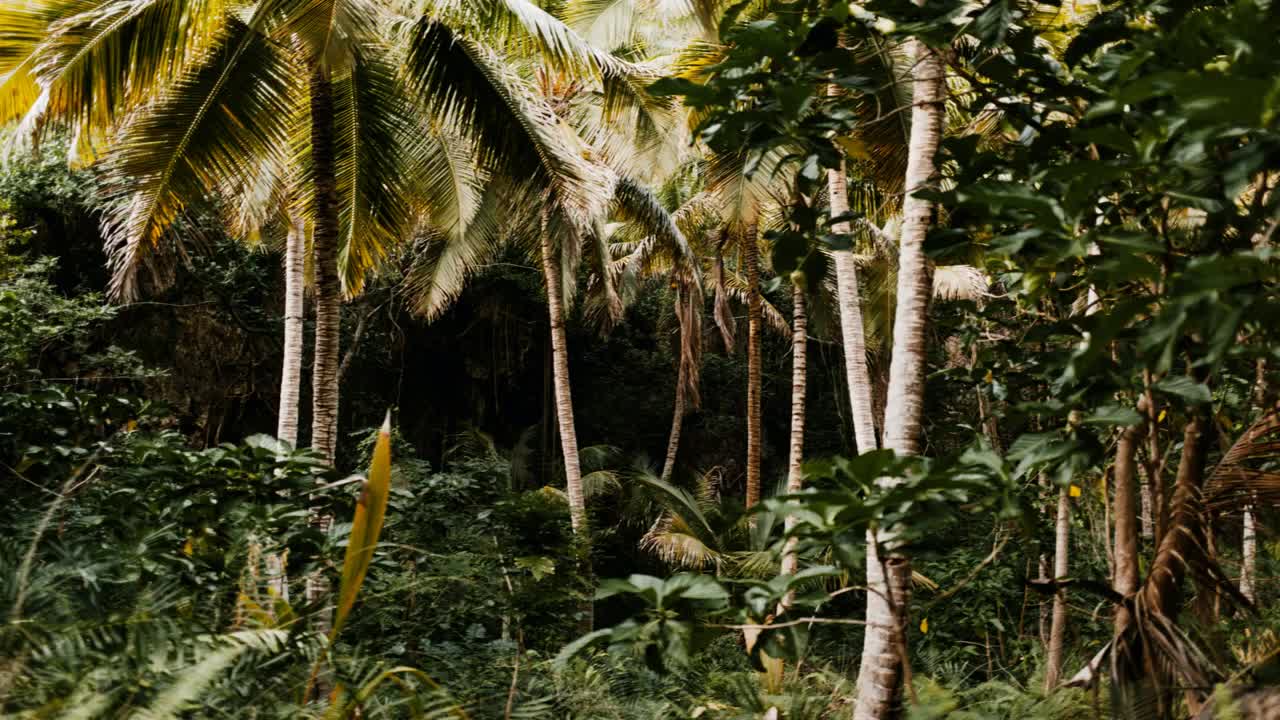 ASMR Jungle Sound for Sleeping