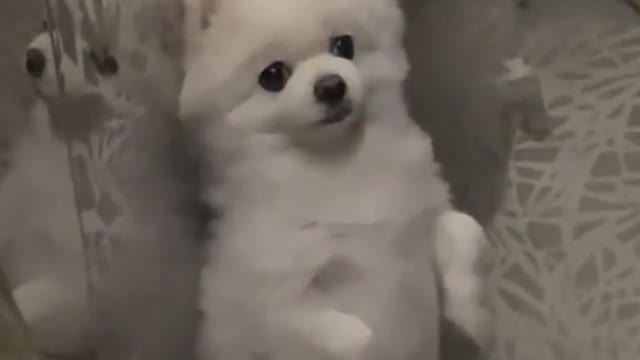 The pomeranian stands like a man in the elevator