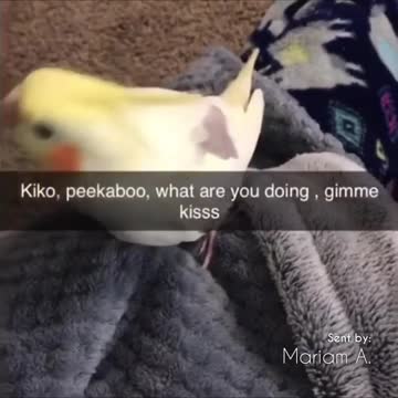 Talkative Banana Birb 🍌
