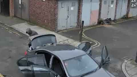 Last dude to let ‘em out the trunk a real one
