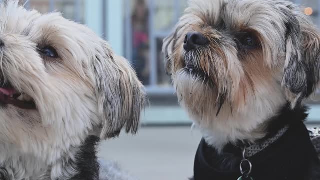 Cachorros