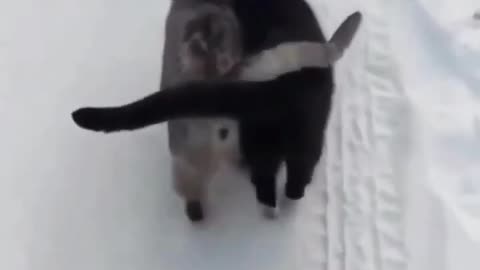 Funny Cat try Not to laugh 🤣😂