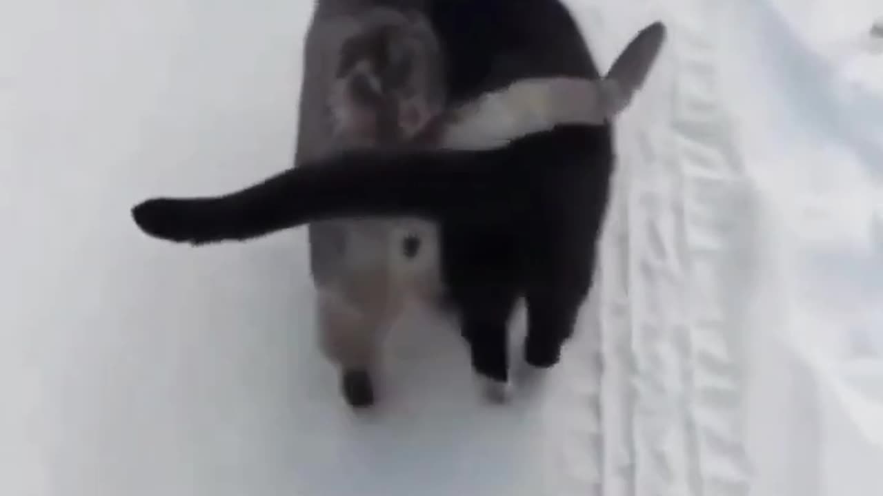 Funny Cat try Not to laugh 🤣😂