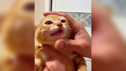 OMG 😳 Funny Cats Compilation😂 Try Not to Laugh Impossible Memes