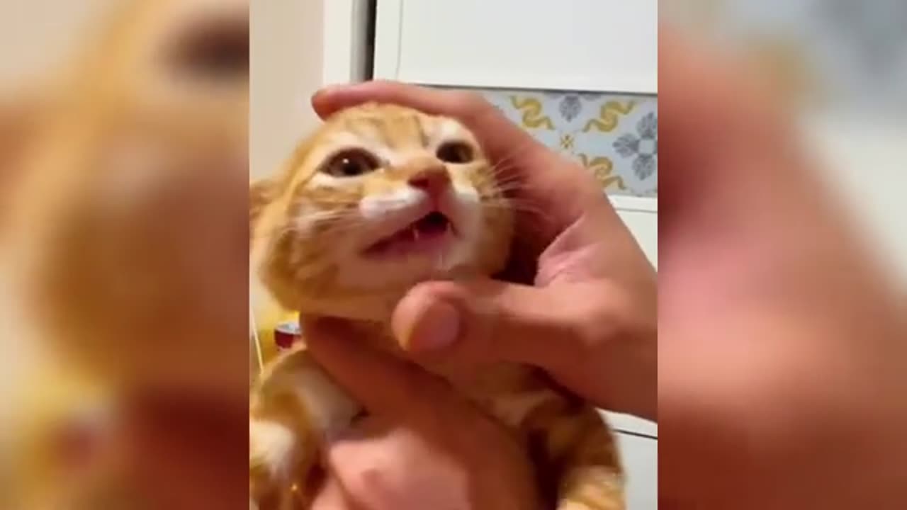 OMG 😳 Funny Cats Compilation😂 Try Not to Laugh Impossible Memes