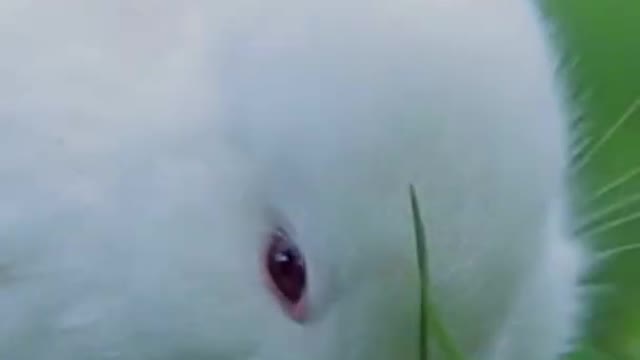 Cute Rabbit Eating Grass Videos #shorts #rabbit