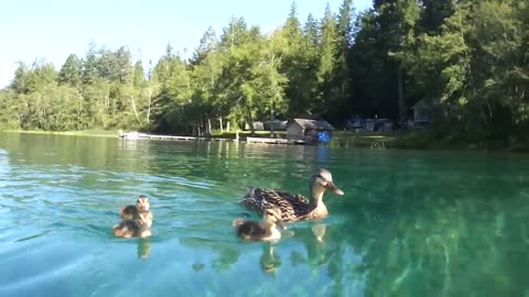 Ducking swimming inside the lake