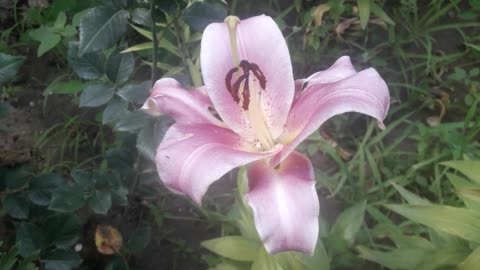 Delicate and large lily