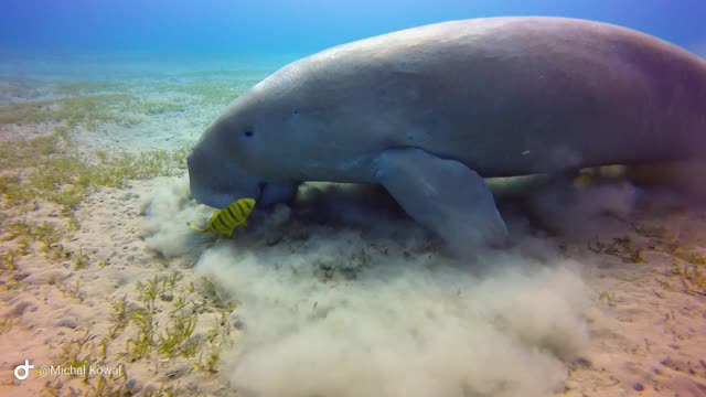 Majestic Sea Cow Grazes on Seagrass