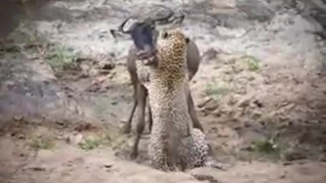 Leopard attack wildebeest