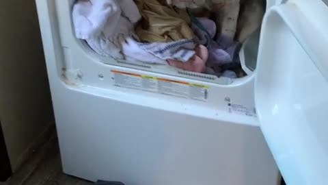 Dog won't get out of the dryer