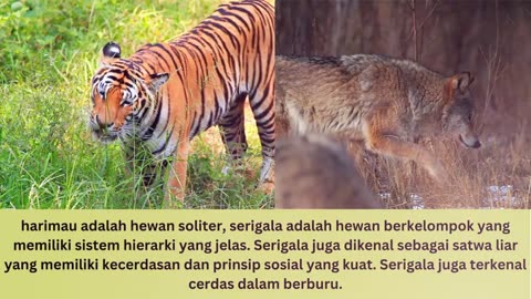 difference between tiger and wolf