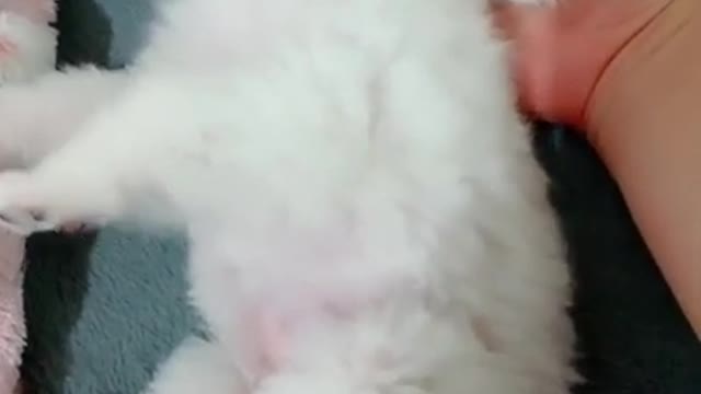 Cute puppy dose something even better!!😍