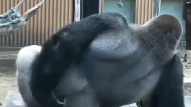 Wooww gorilla relaxing.