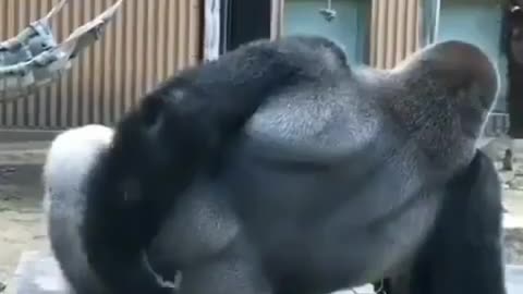 Wooww gorilla relaxing.