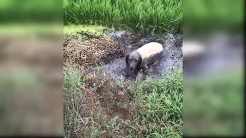 by Dogs - Cute and Funny Dog Videos Compilation #6 _ Aww Animals