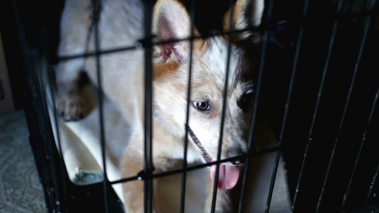 Puppy Dog in Cage