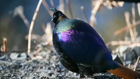 The Beautiful Himalayan Monal Bird