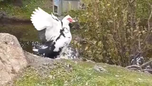 Our Male Jumbo Muscovy Duck..