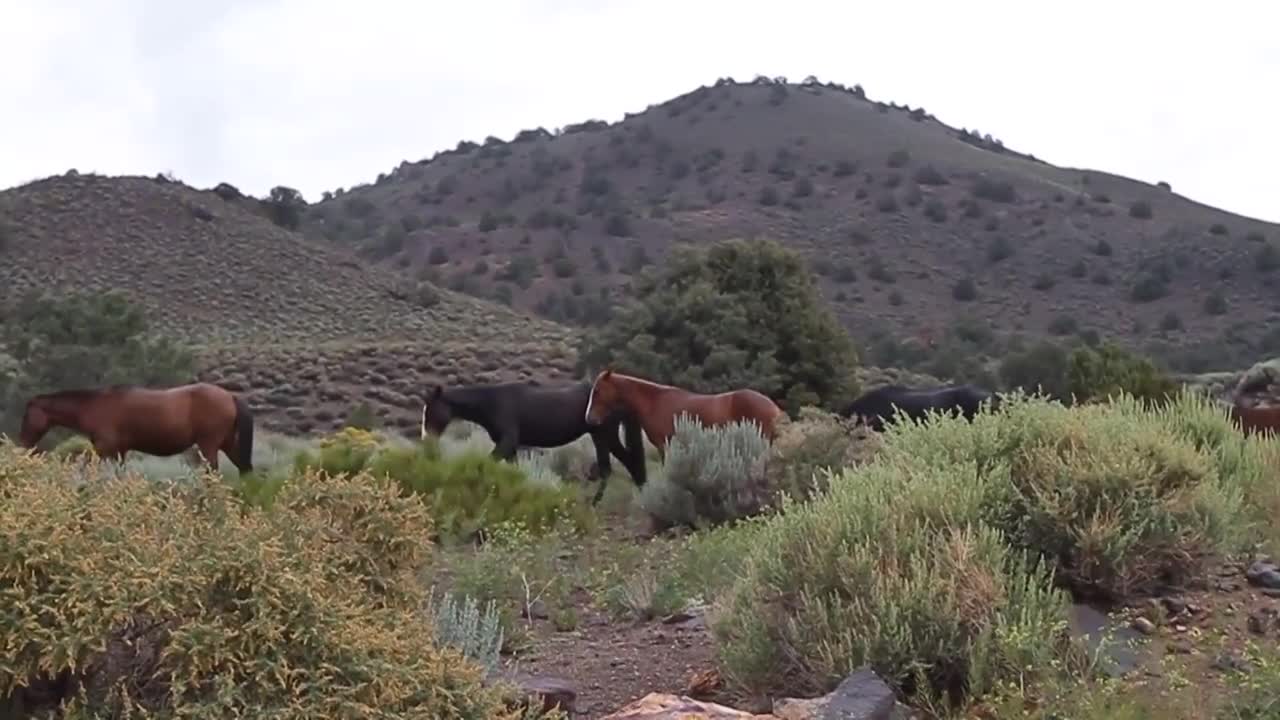 See what does horse do suddenly.