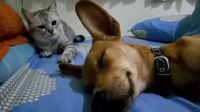 The cat annoyed and wouldn't let the adorable dog slept