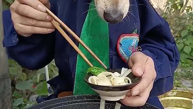 The dog eats noodles