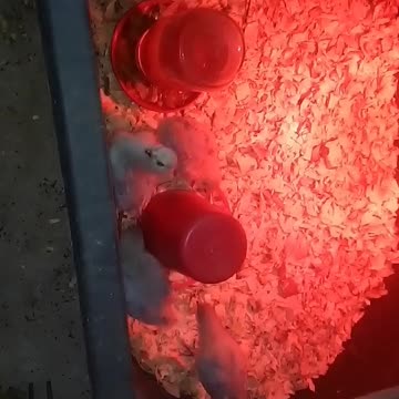 Chicks in a brooder Part 28