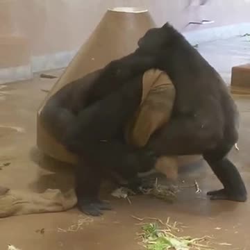 Funny Monkeys make me Happy