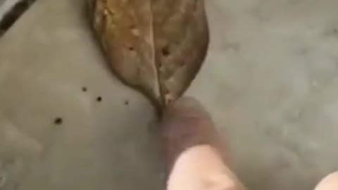 what is it guy's??