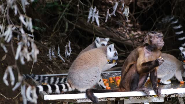 Monkeys are celebrating