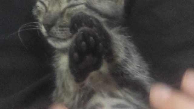 Kitten Massage Therapy