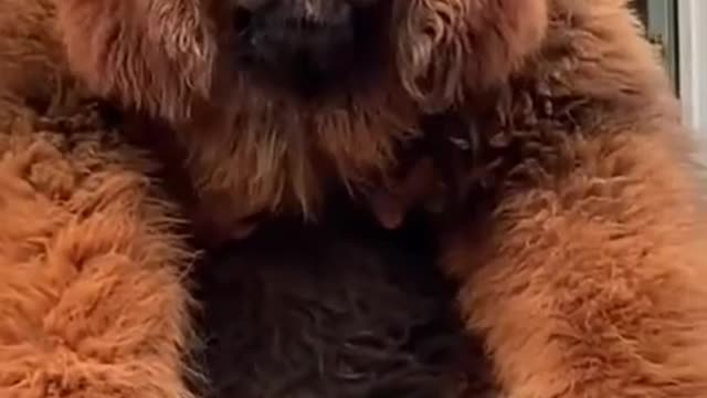 Baby Dogs 🐶 Cute and Funny Dog Videos Puppy Dogs Compilation