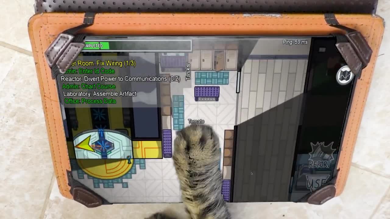 Among Us is not appropriate for THIS CAT #1