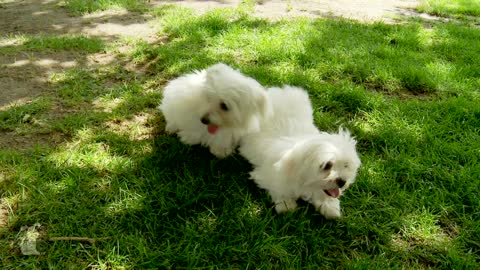 30 second of precious maltese puppies