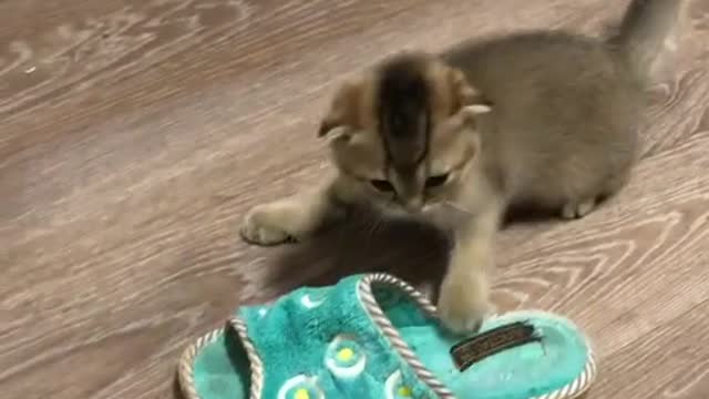 Adorable kitten playing with a sneaker