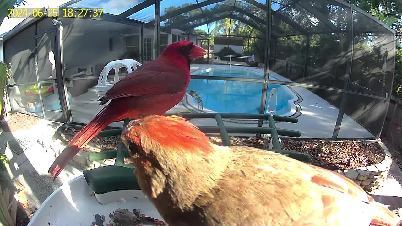 SEHMUA Bird Feeder with Camera and Solar Panel: Full Review