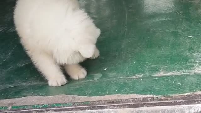 white dog