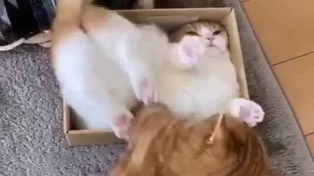 Very funny playful cat