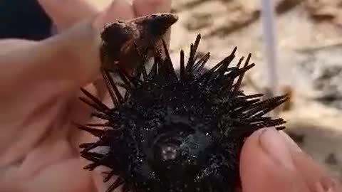 Black sea urchin moving